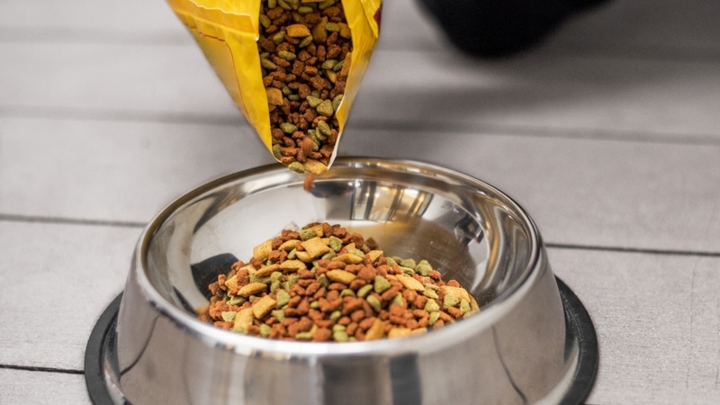 dog playing with toys